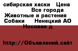 l: сибирская хаски › Цена ­ 10 000 - Все города Животные и растения » Собаки   . Ненецкий АО,Носовая д.